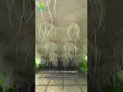 DWC 무토경 재배 시스템